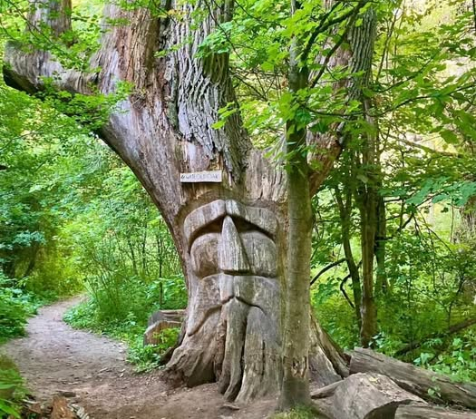 Wise Old Oak